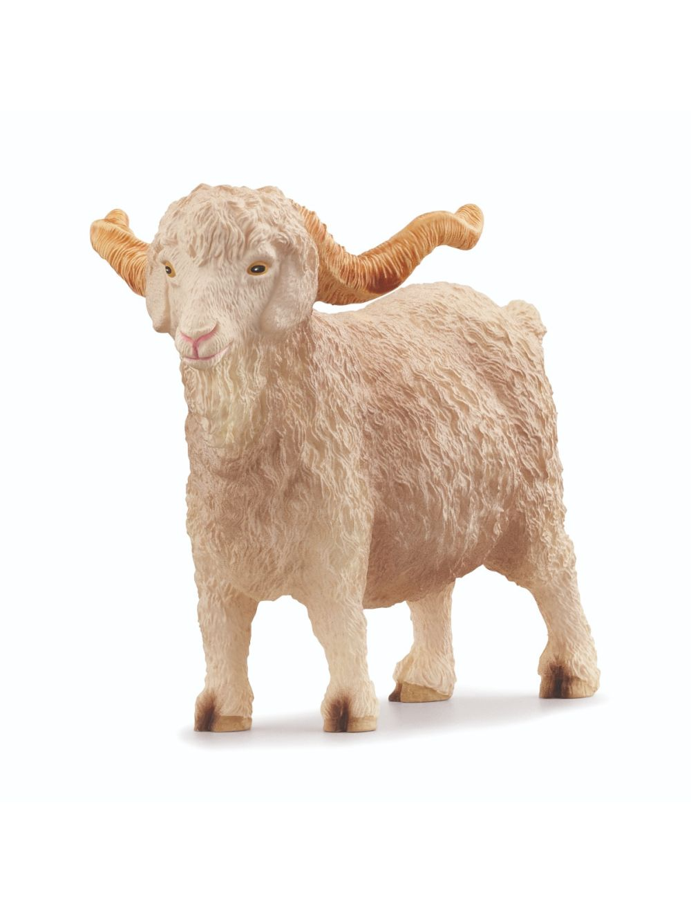 Angora Goat