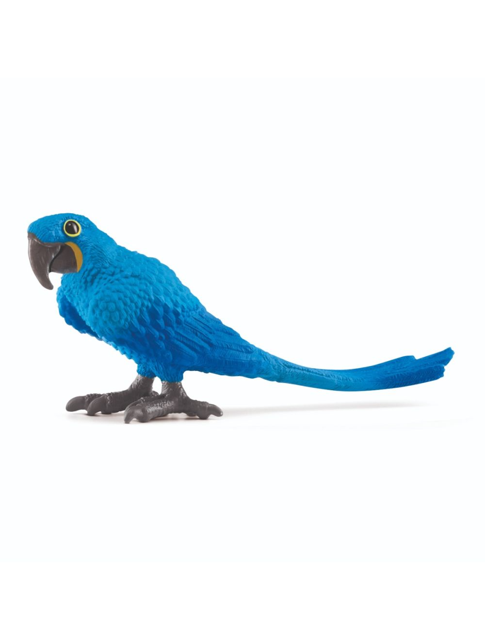 Hyacinth Macaw