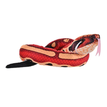 Snake - Blood Python