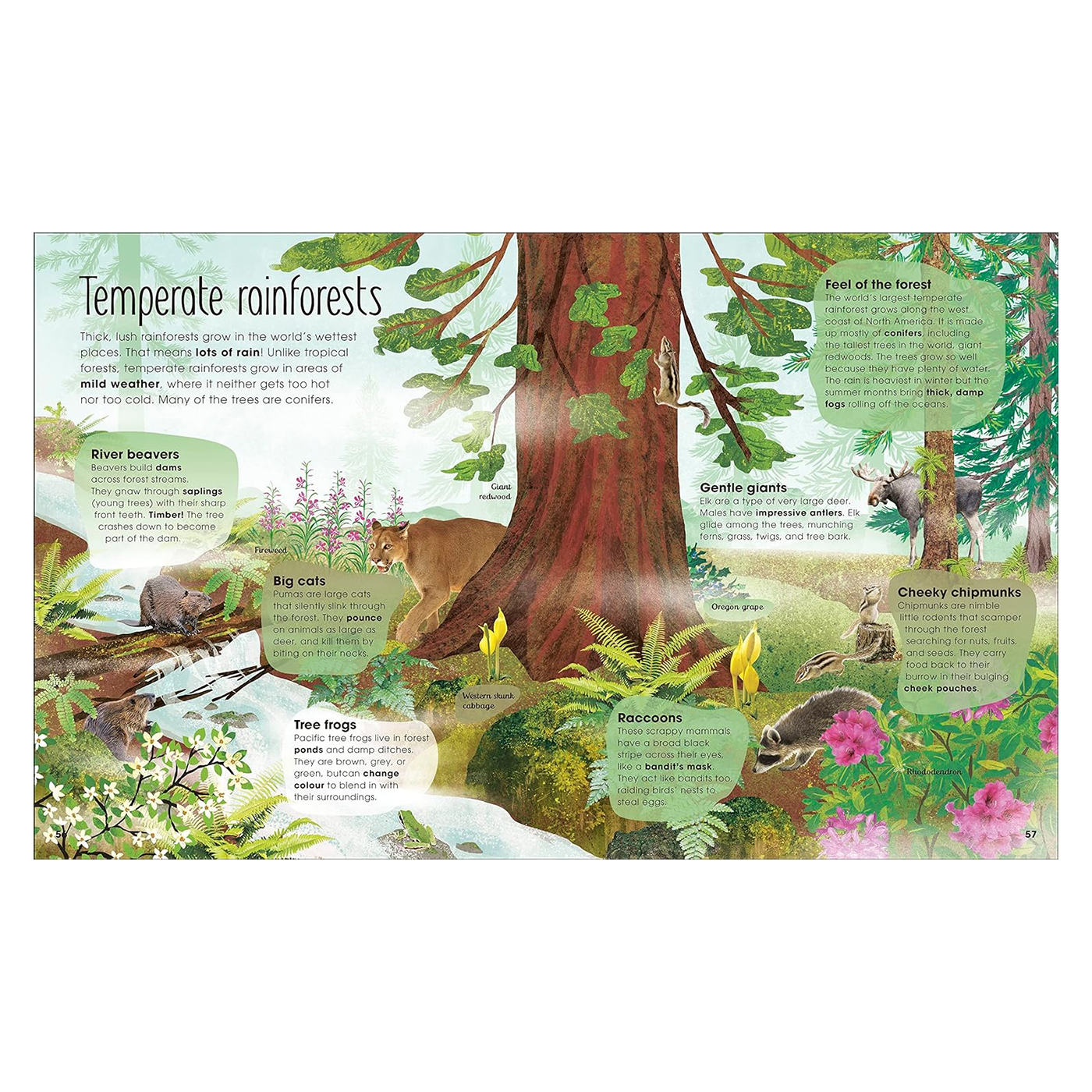The Magic & Mystery of Trees