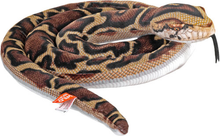 Snake  - Burmese Python Living Earth