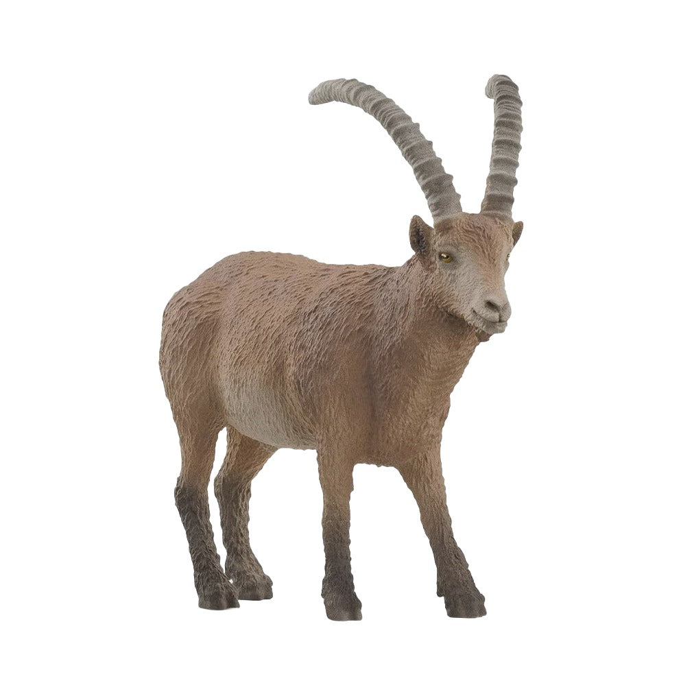 Ibex