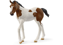 Paint Horse Foal 2025