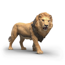African Lion