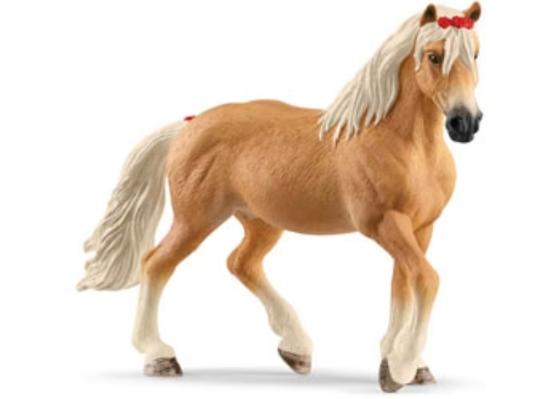 Haflinger Mare