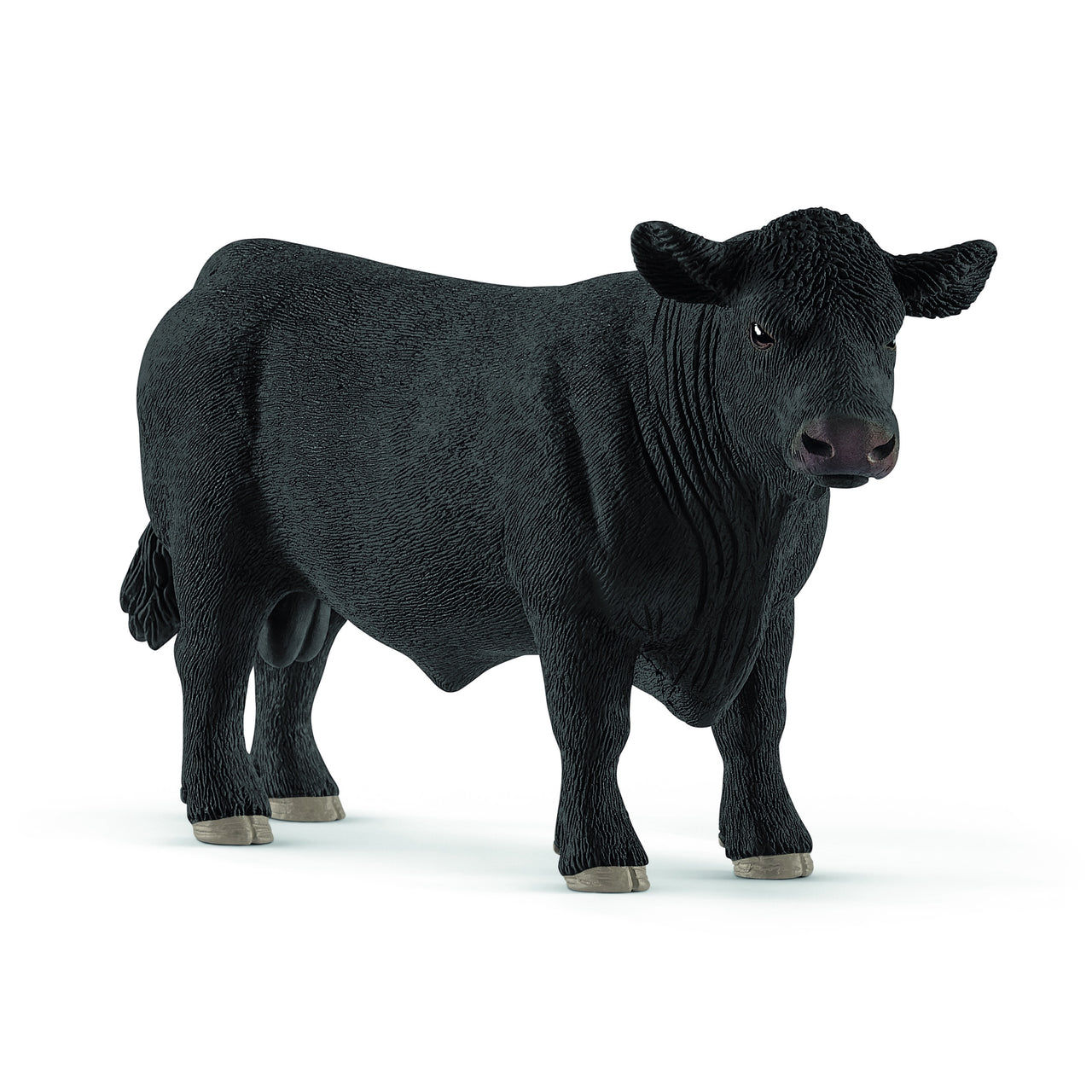 Black Angus Bull