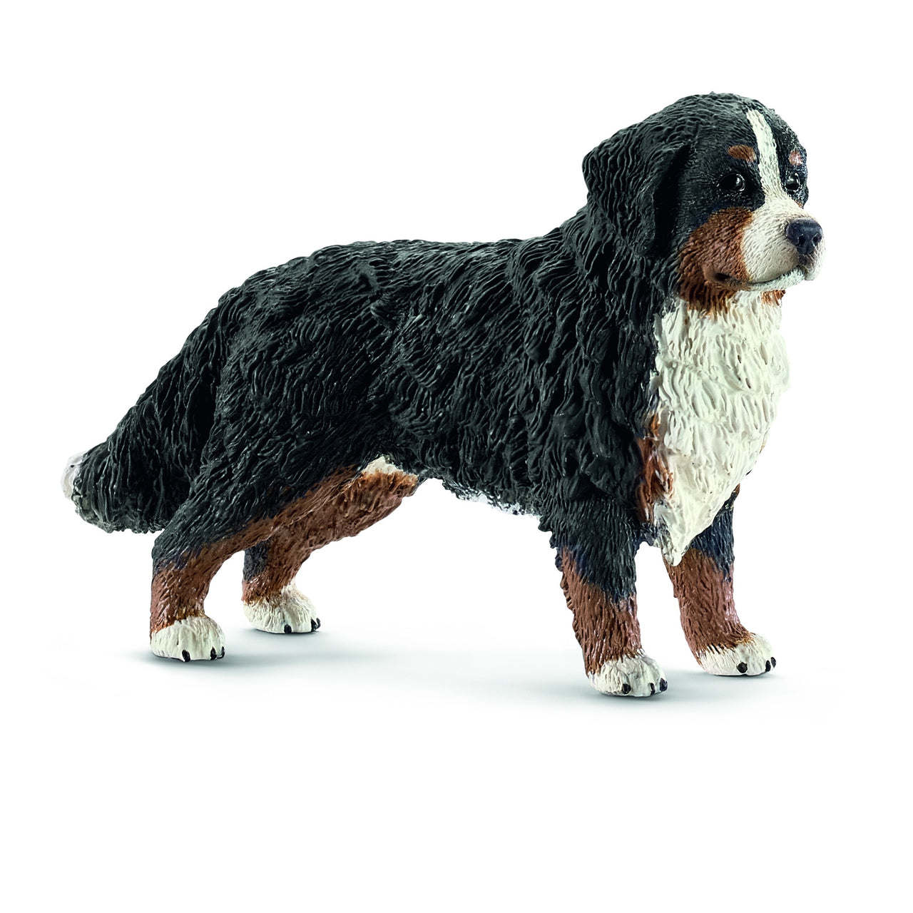 Bernese Mountain Dog