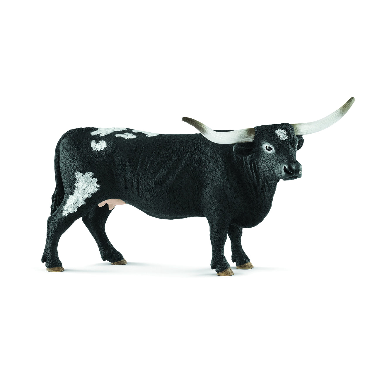 Texas Longhorn Cow