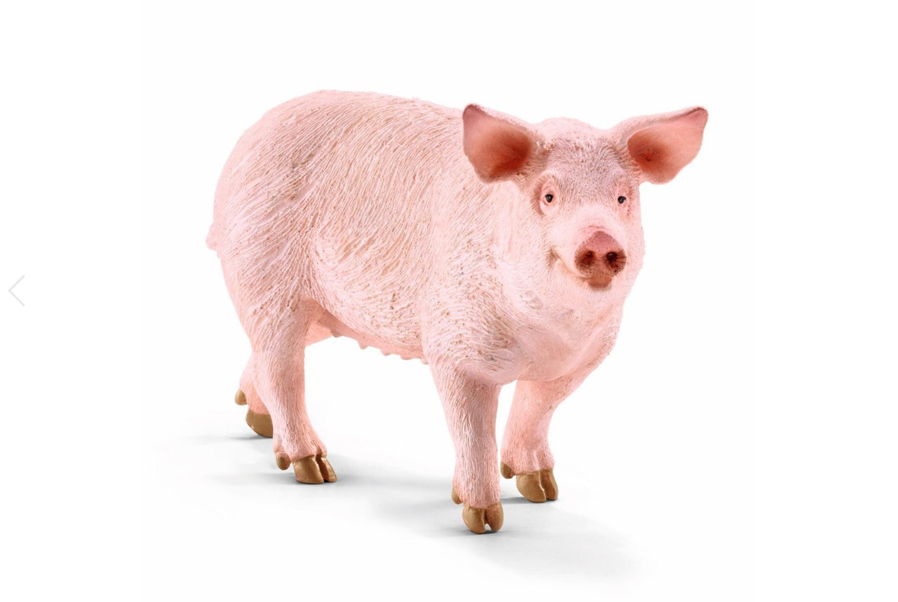 Pig