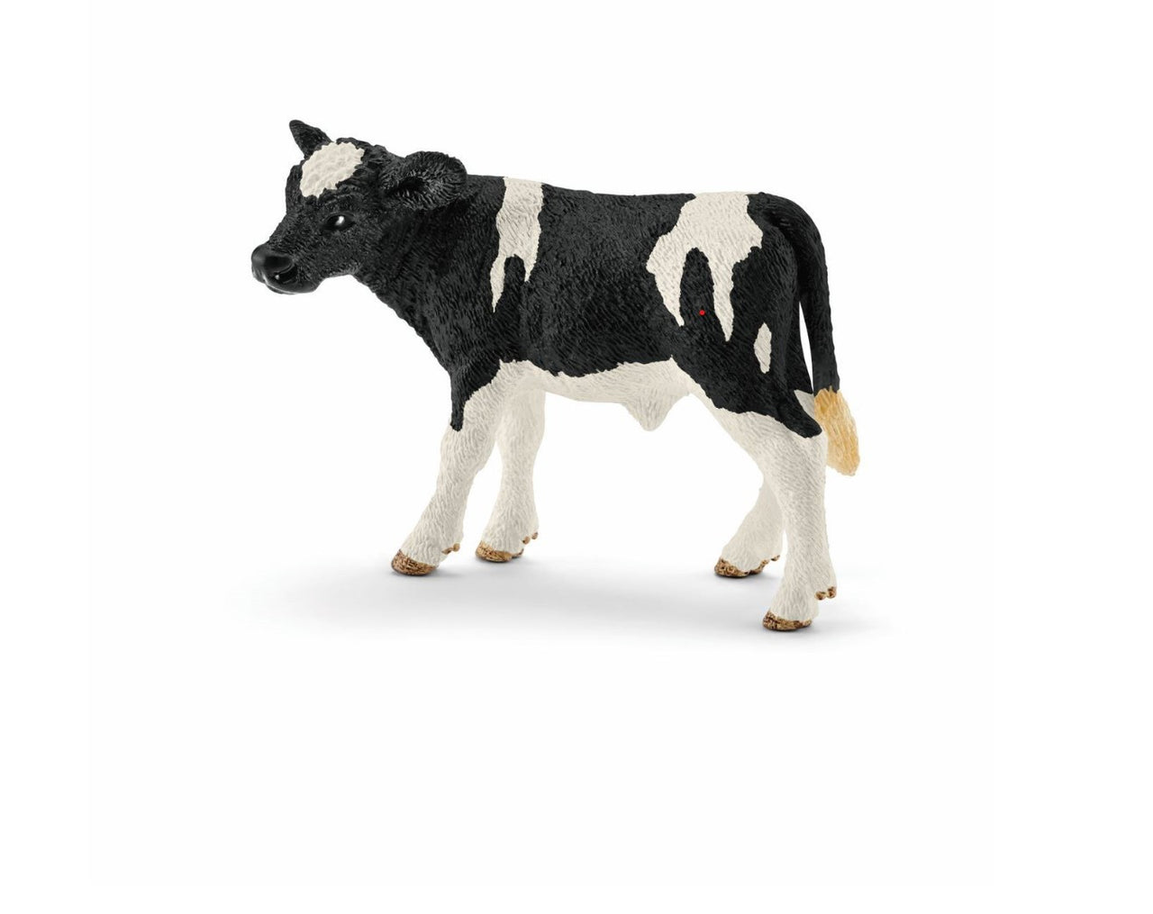 Holstein Calf