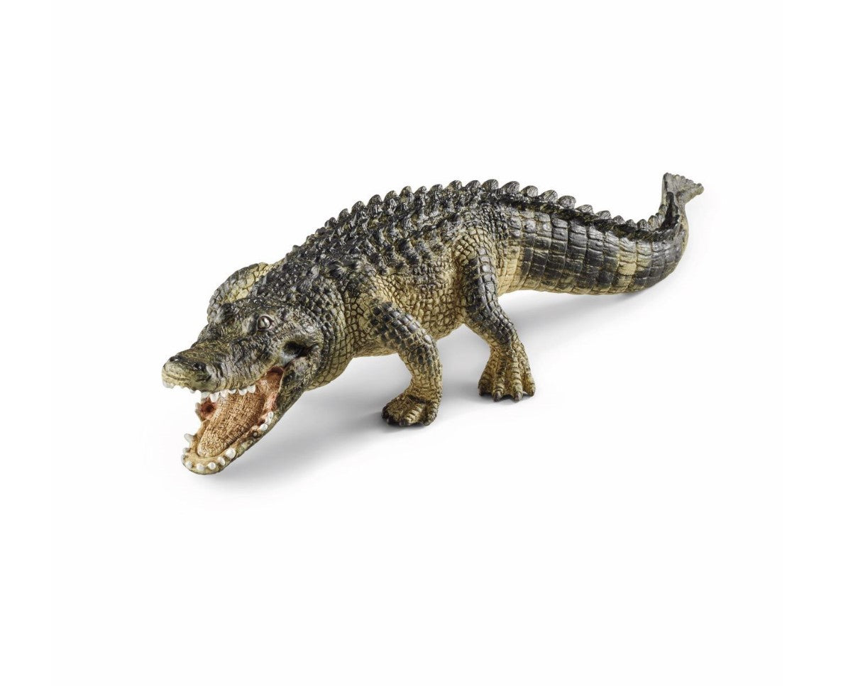 Alligator