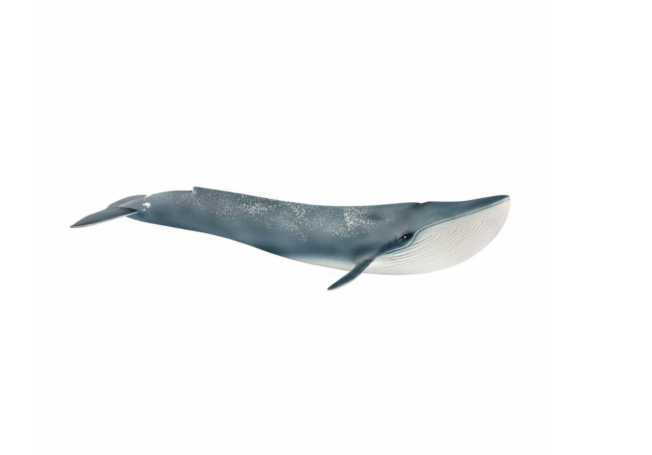 Blue Whale