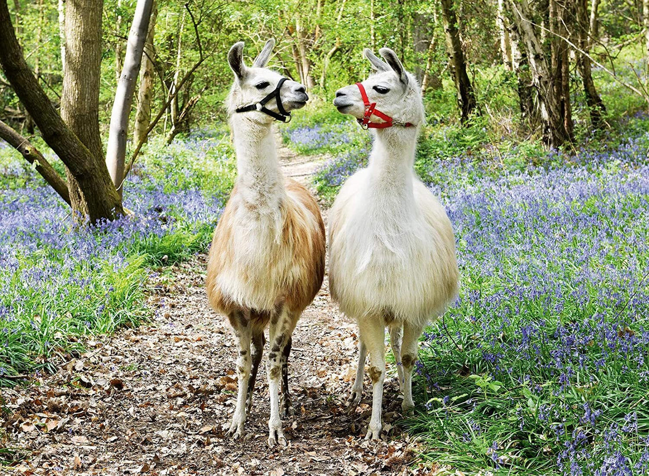 100 pc Puzzle - Llama Love