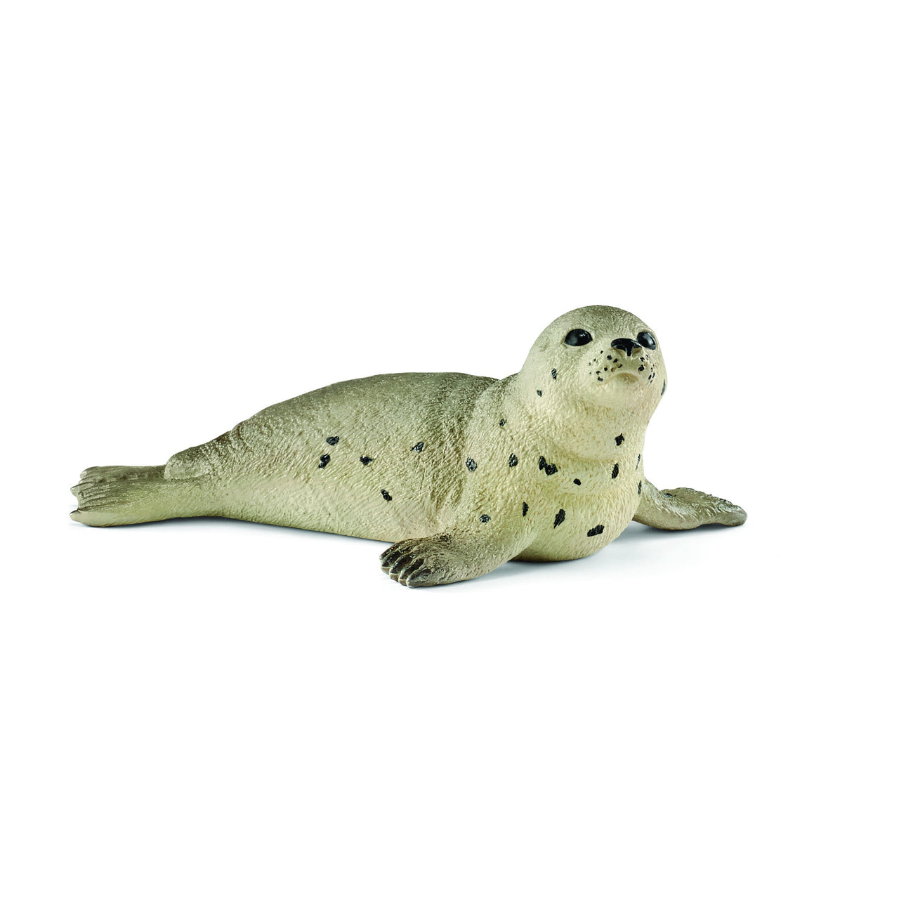 Seal Cub