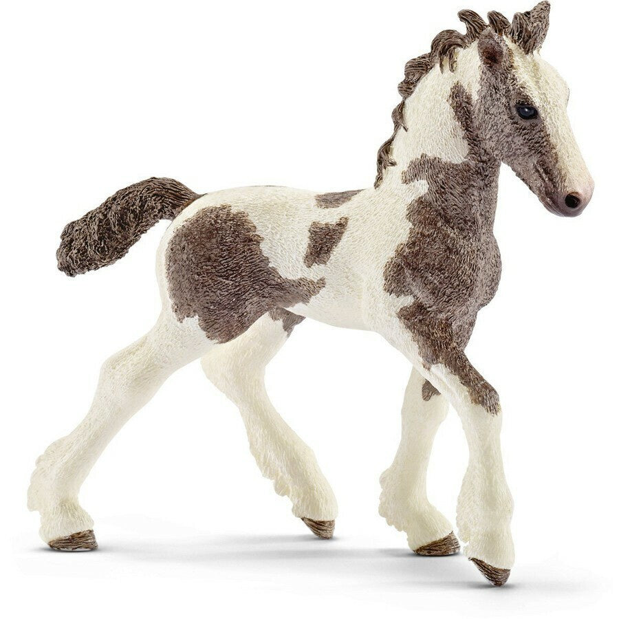 Tinker Foal