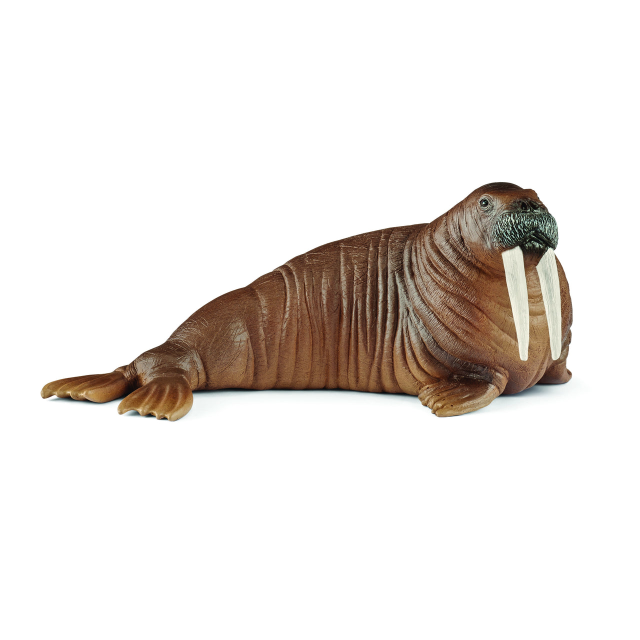 Walrus