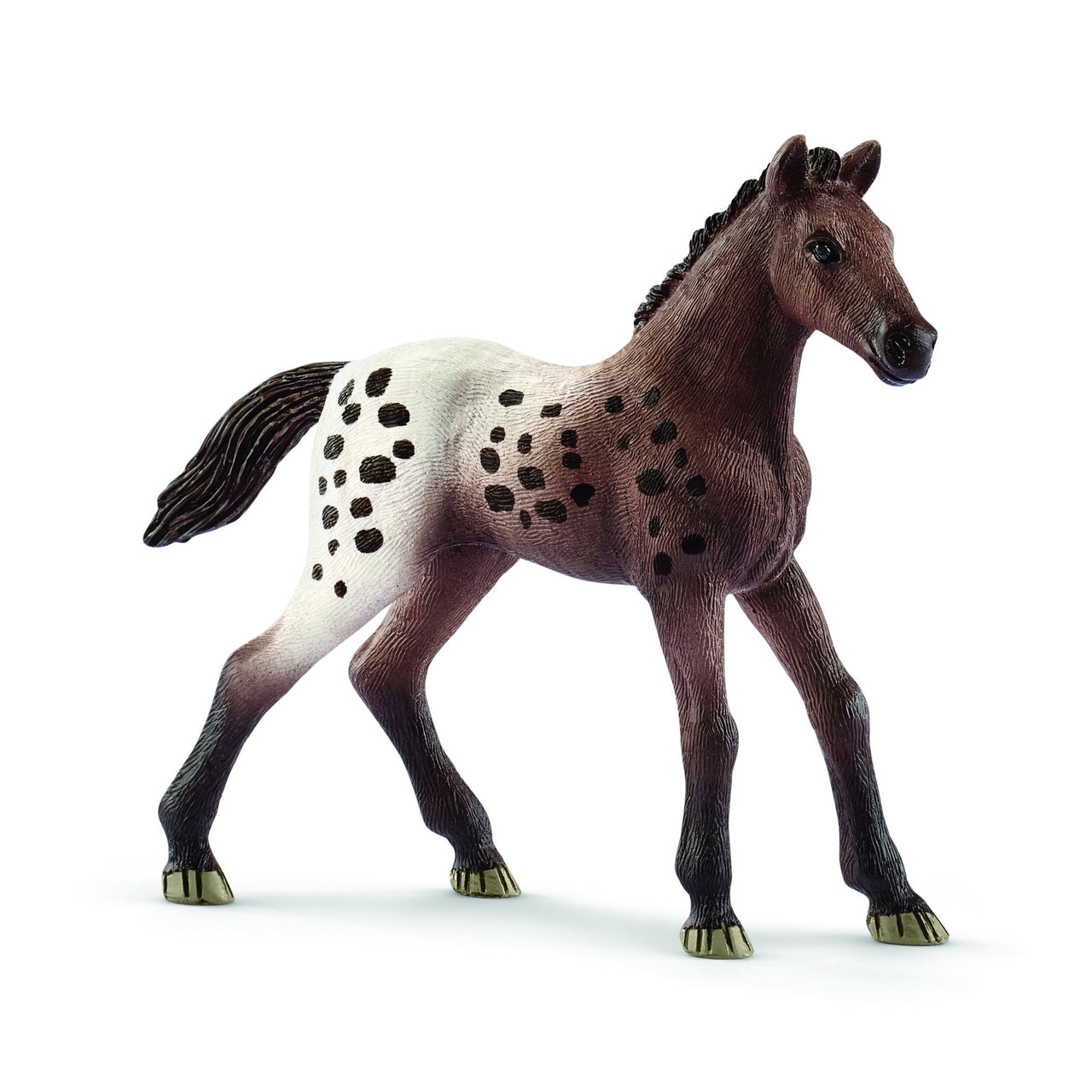 Appaloosa Foal