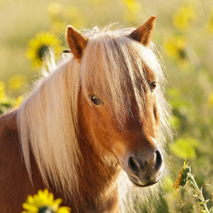 3 x 49 pc Puzzle - Loving Horses