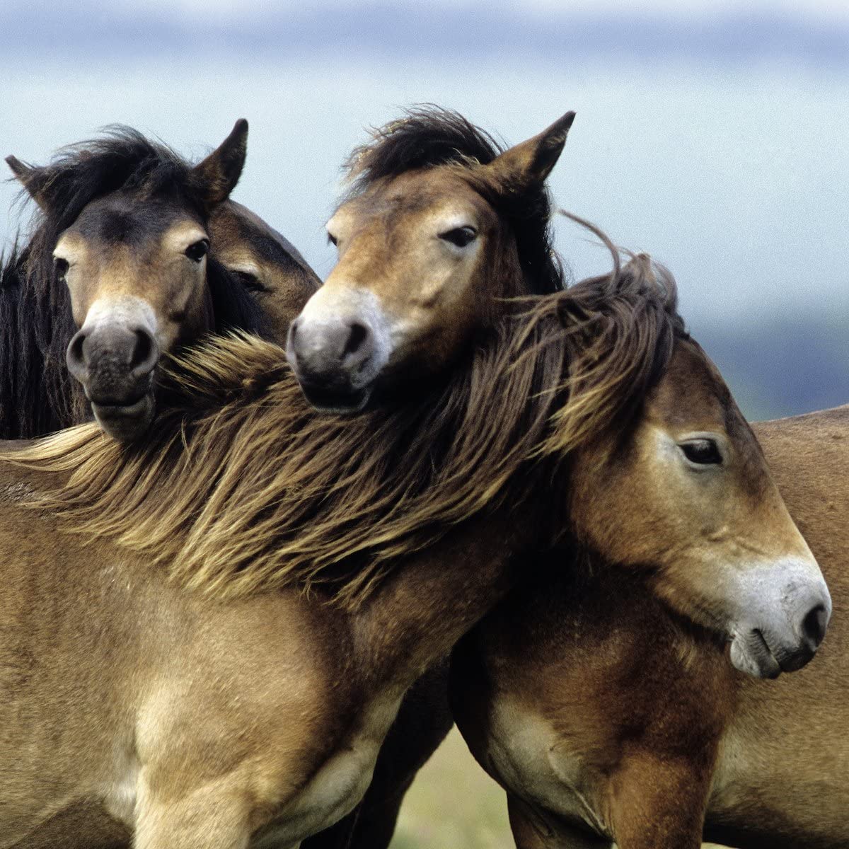 3 x 49 pc Puzzle - Loving Horses