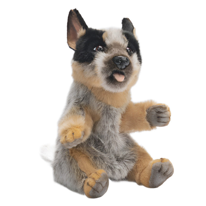 Hansa Blue Heeler