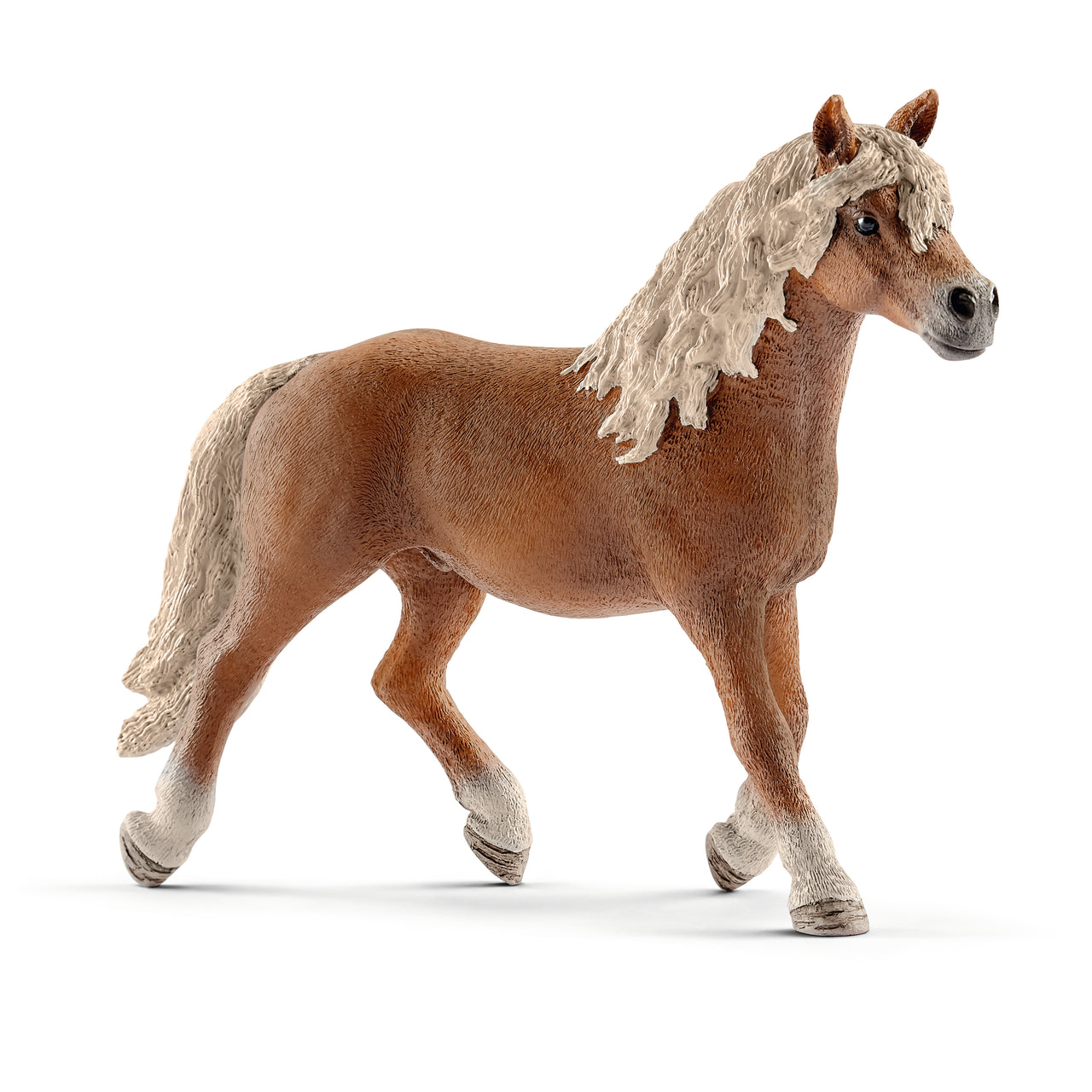 Haflinger Stallion