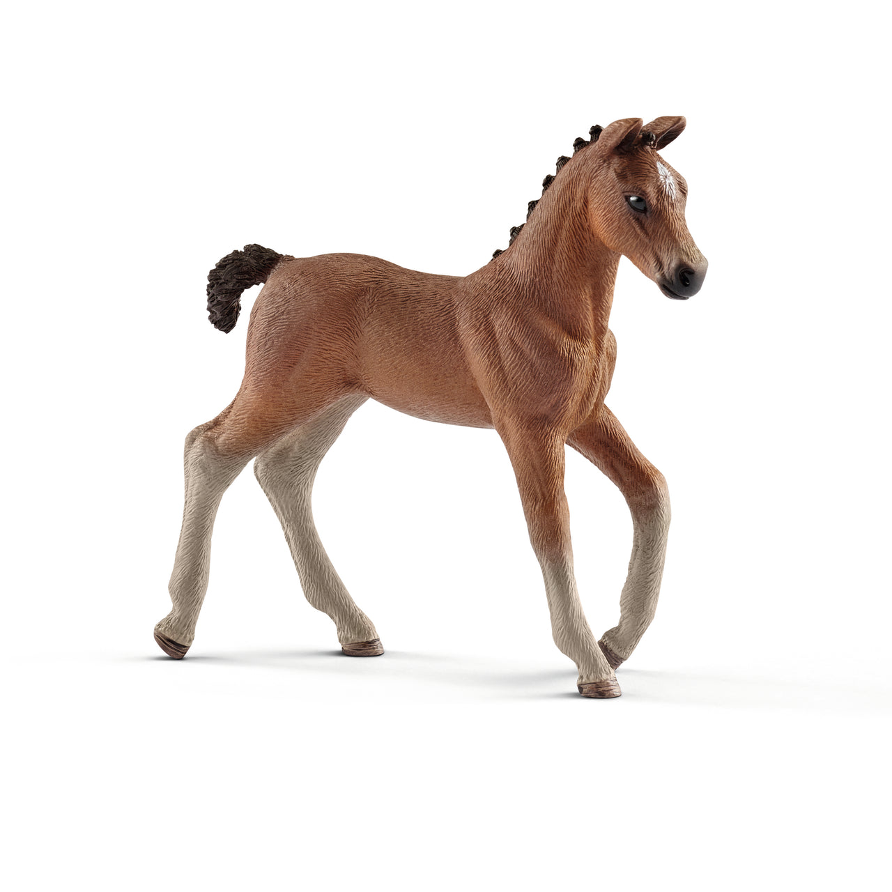 Hanoverian Foal