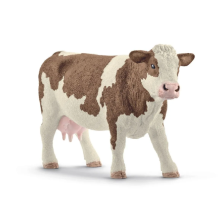 Simmental Cow