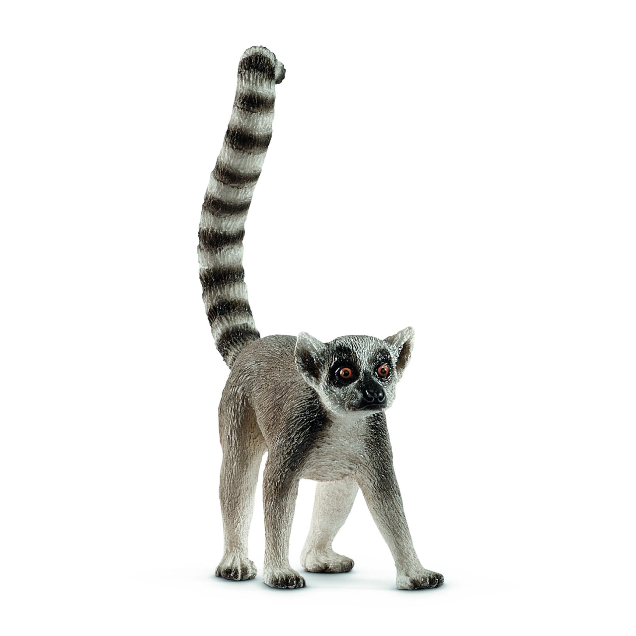 Ring-tailed Lemur