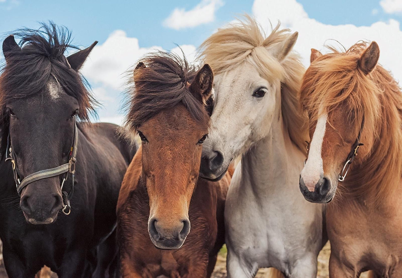 2 x 24 pc Puzzle - Horse Friends