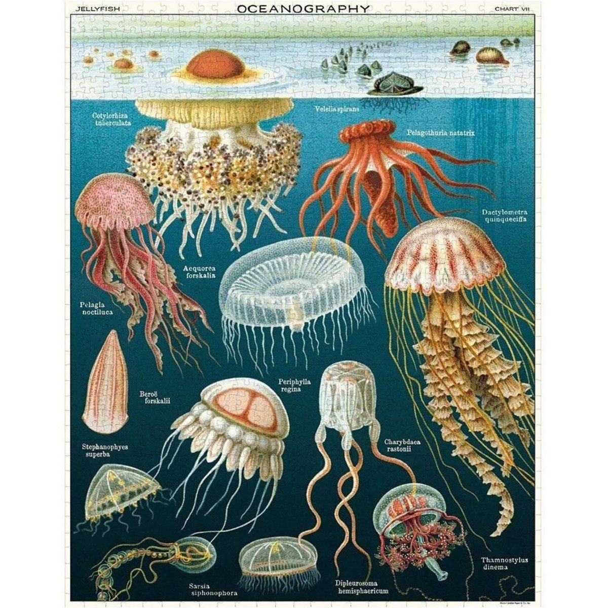 1000 pc Vintage Puzzle - Jellyfish