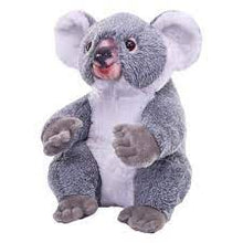 Koala (Artist Collection)