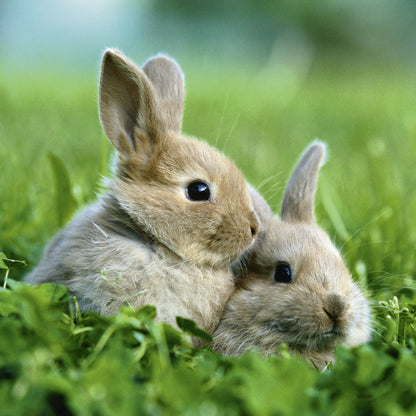 3 x 49 pc Puzzle - Cute Bunnies