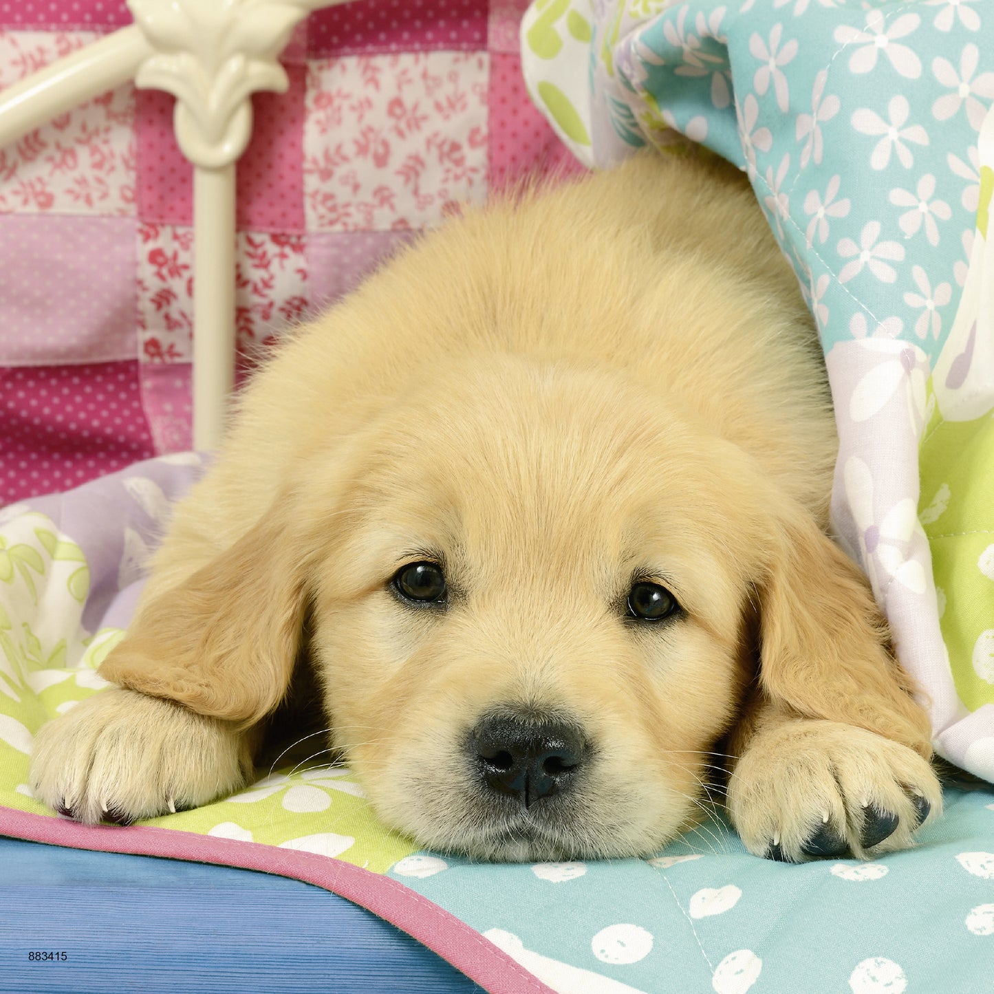 3 x 49 pc Puzzle - Cute Puppy Dogs