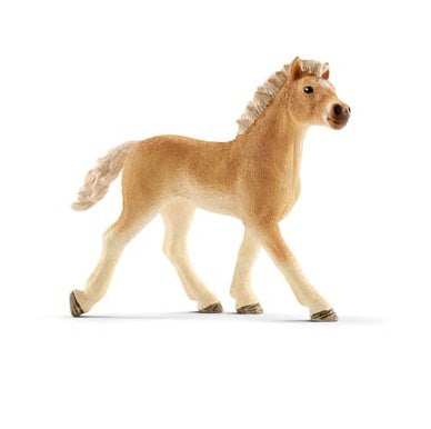 Haflinger Foal