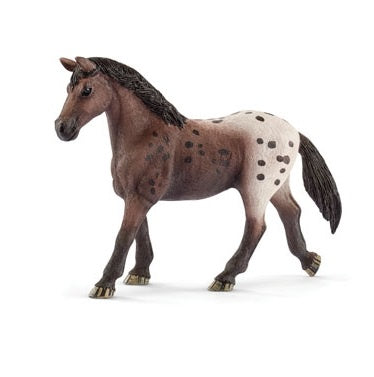 Appaloosa Mare