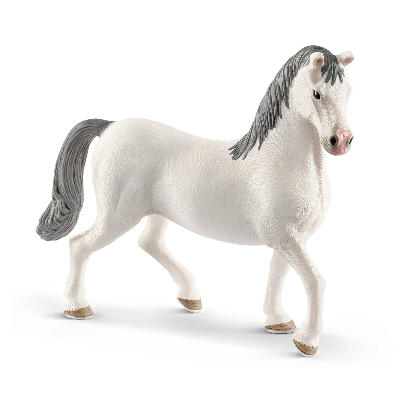 Lipizzaner Stallion