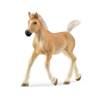 Haflinger Foal V2