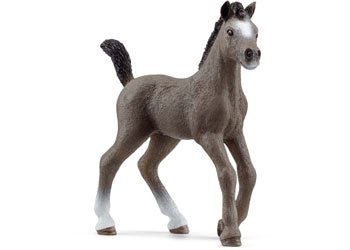 Selle Francais Foal