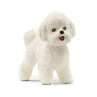 Bichon Frise