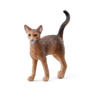 Abyssinian Cat