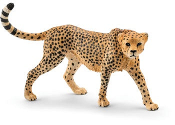 Cheetah