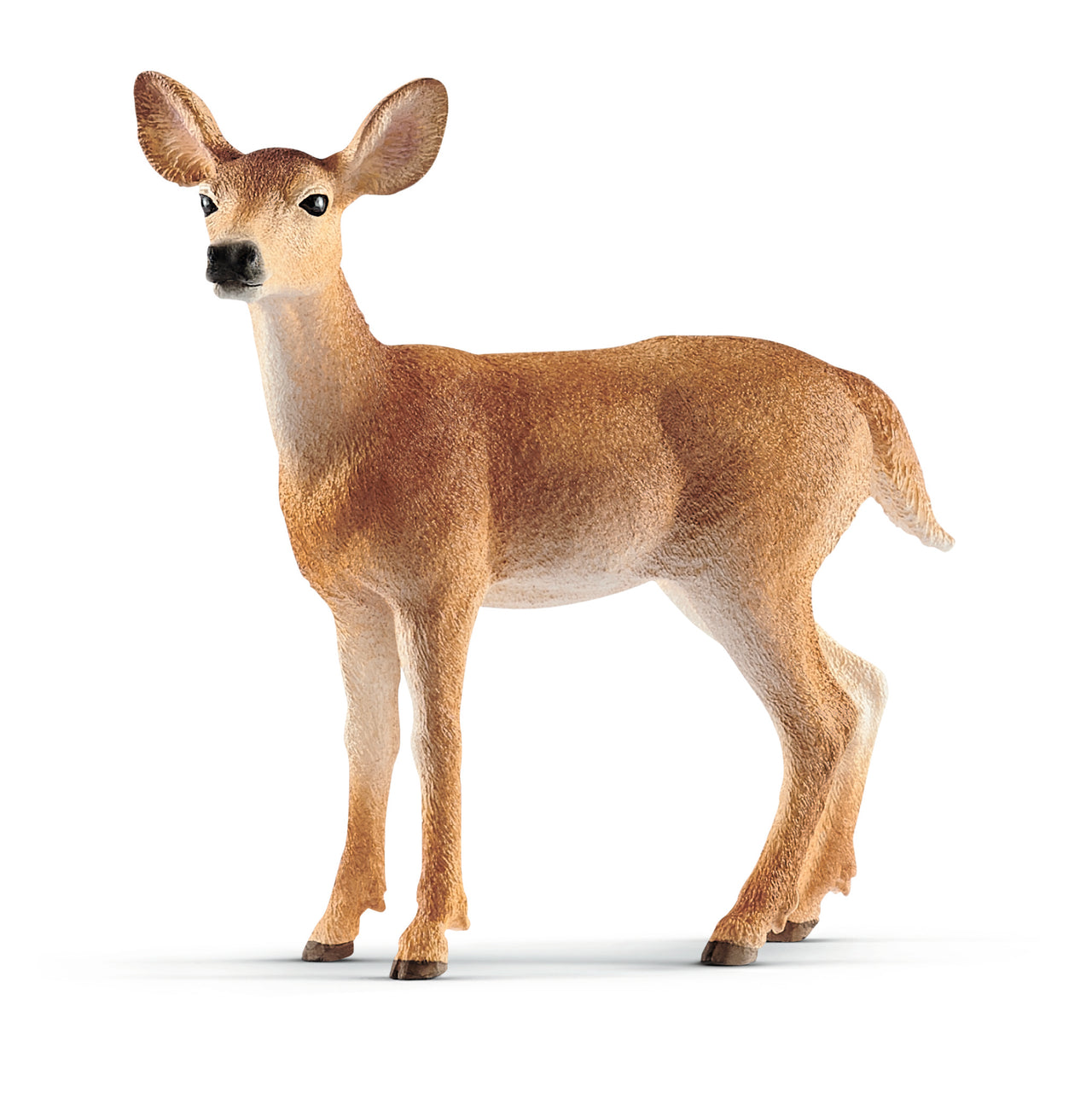 White-Tailed Doe