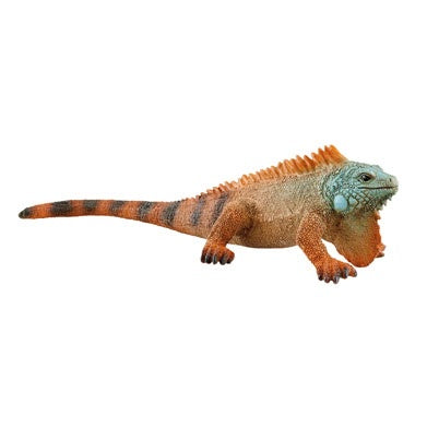 Iguana