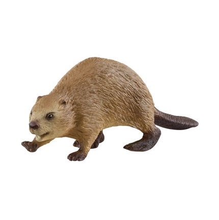 Beaver