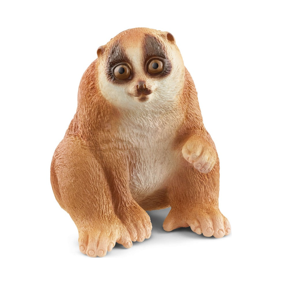 Slow Loris